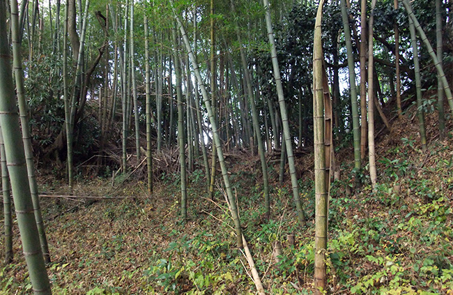 摩頂山城 堀切