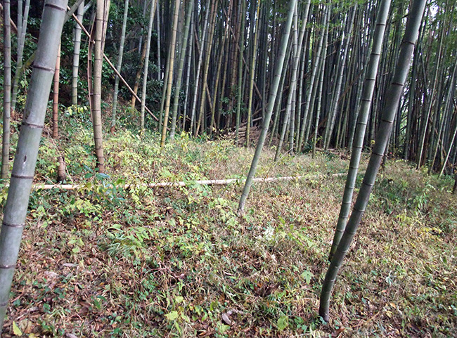 摩頂山城 帯郭