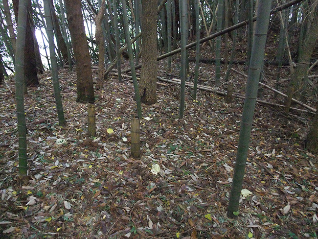 摩頂山城 主郭前