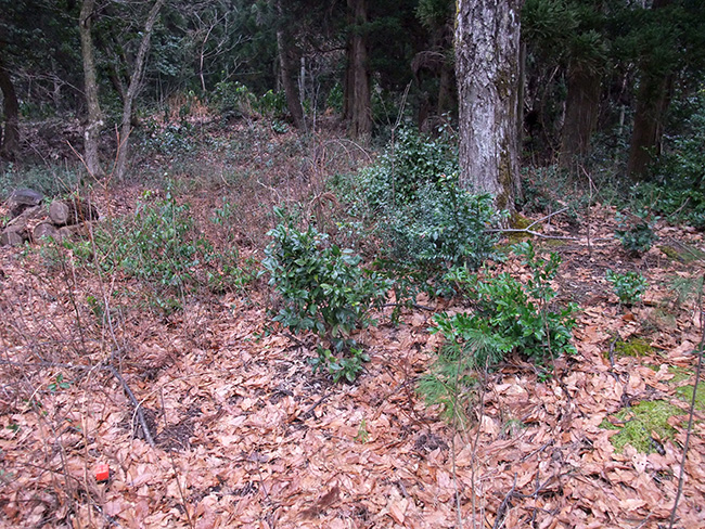 池ノ平等屋敷 土塁