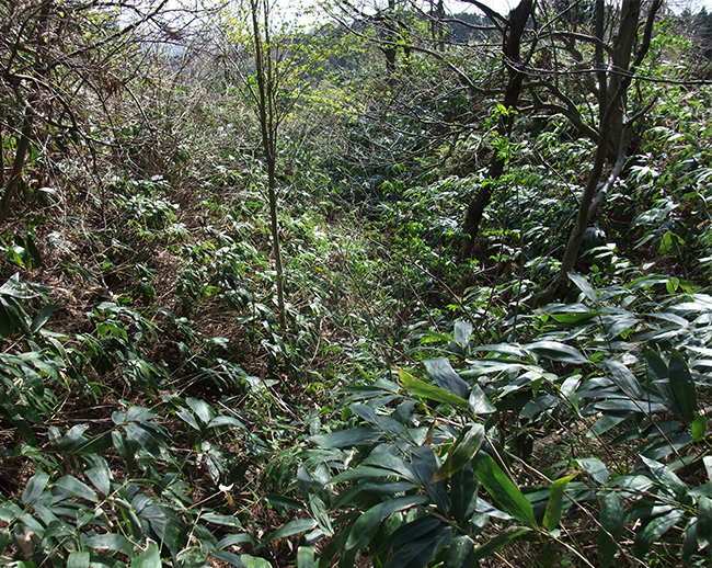 松根城横堀