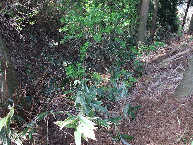 松根城横堀